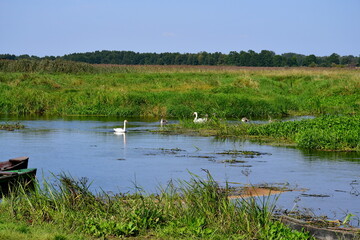 A view of a family of swans and ducks swimming together in a small pond, river or lake next to a coast covered with reeds, grass and other flora seen on a sunny summer day in Poland 