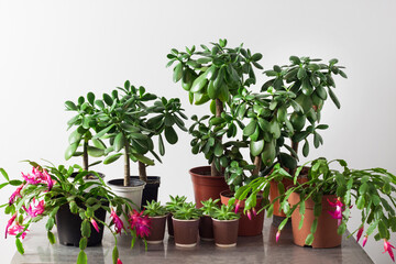 Potted succulent plants (Crassula ovata, Echeveria agavoides, Schlumbergera)