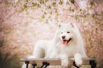 portrait of a white samoyed dog beneath sakura in a park