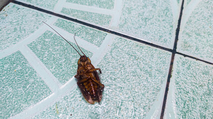 a bug