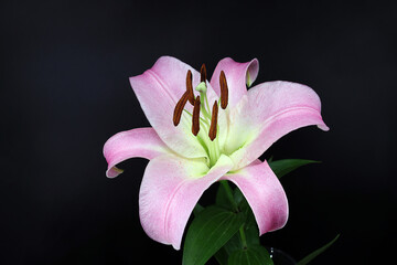bright pink lily (oriental hybrid) on a dark background in a glass vase