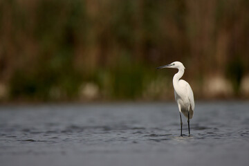 White egret