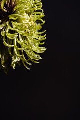 Green chrysanthemum flower head bud on a dark black background with copy space. Minimal botany nature wallpaper. Floral beautiful close up.