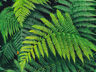 fern leaves in the wind
