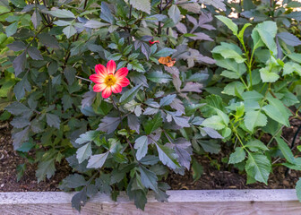 Pea Patch Solo Flower