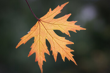 autumn maple leaf