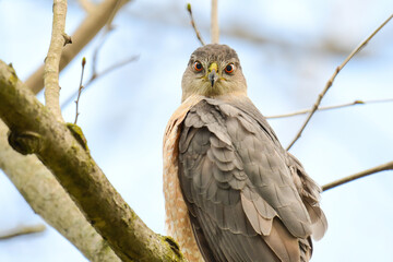 Cooper's Hawk