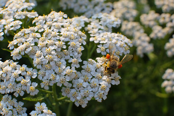 Floral blurred background, bee collects honey on yarrow flowers © IvSky