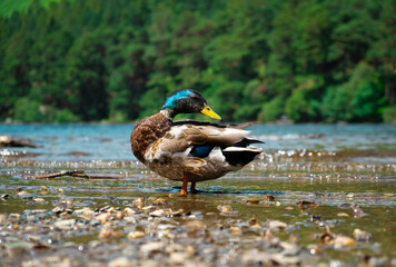 Duck beside a lake 5