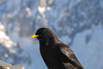 Blackbird in the mountain