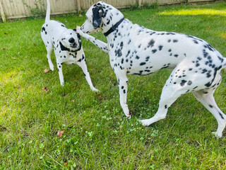 Dalmatians playing in grass