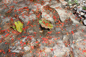 Red flower pedals litter the ground along a stone path in a jungle rain forest.