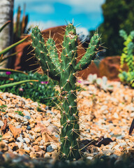 Spiky Cactus on a stoney landscape 
