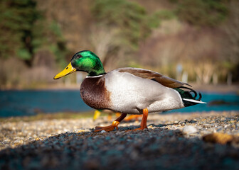 Duck beside a lake 3