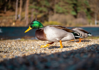 Duck beside a lake 2