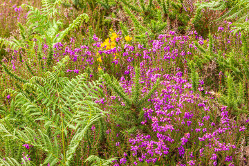 Gorse, heather and fern in the Exmoor National Park near Cloutsham, Somerset UK © Stephen