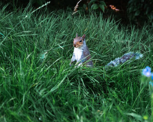 squirrel in the grass