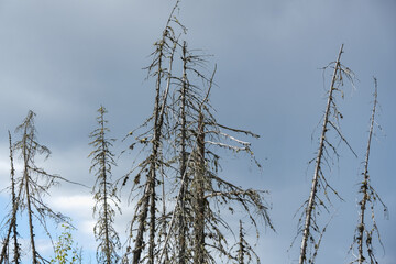 Obraz premium Dry trees in swamps against a blue sky with clouds. Dead trees in the swamp, in the forest. Cloudy sky in a forest with a swamp. Dry tree trunks in the swamp.