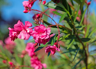 Rot blühender Oleander, Nerium oleander