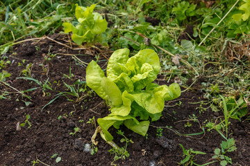 Young green lettuce growing on vegetable bed. Healthy vegetarian food