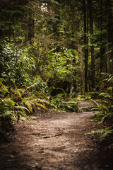 path in the forest