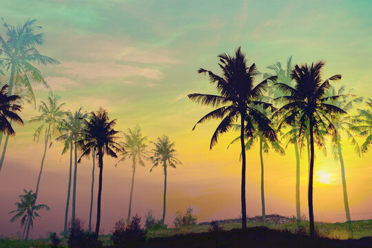silhouette of palm trees at sunset background 