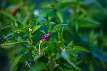 red and green chili plant and leaves; green and red chili pepper and flowers