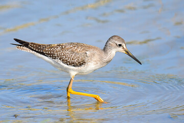 Yellowlegs