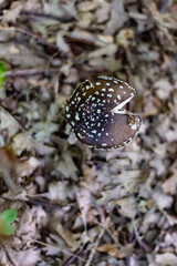  panther cap, false blusher, and the panther amanita  mushroom; close up of a mushroom on the ground in a forest; Amanita Pantherina On Background