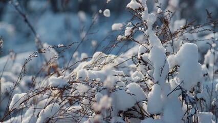 Dry snowy vegetation covered snowflakes on frozen field closeup. Frosty day.