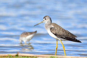 Yellowlegs