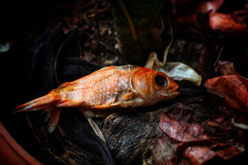 dead goldfish in nice blur background HD