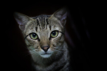 close up view of wild cat in nice blur background