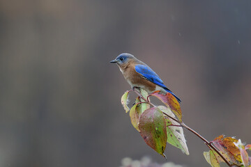 Eastern Bluebird