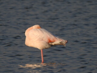 pink flamingo in water