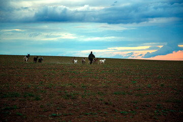 A teenage boy grazes goats in a field. A shepherd with goats in a field against a stormy sky. The...