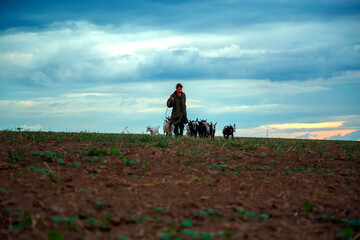 A teenage boy grazes goats in a field. A shepherd with goats in a field against a stormy sky. The...
