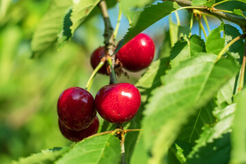 Ripe sweet cherry hanging from a sweet cherry tree branch