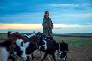 A teenage boy grazes goats in a field. A shepherd with goats in a field against a stormy sky. The...
