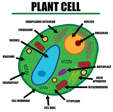 Plant Cell Color Diagram of organelles inside the cell wall for science and biology concepts.	
