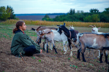 A teenage boy grazes goats in a field. A shepherd with goats in a field against a stormy sky. The concept of animal husbandry, survival, household.