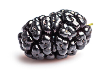 Mulberry berry isolated on white background macro