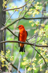 Scarlet Tanager