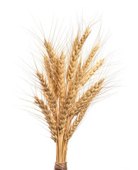 Bouqet spikelets of wheat on a white background