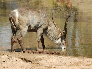 waterbuck