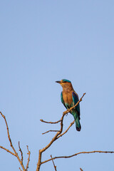 Indian Roller Perched in a dead tree