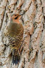 Northern Flicker