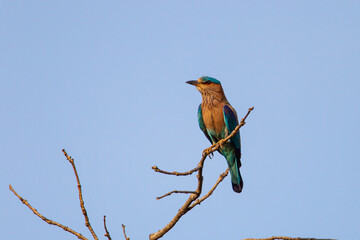 Indian Roller Perched in a dead tree