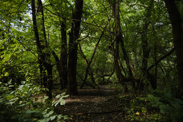 Greenery and wilderness. Deep into woods. Blooming forest trees. Greenery foliage sunlight. Beautiful woodland path landscape