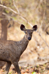 Sambar Deer on alert for tigers in the forest in Tadoba Tiger Reserve, India